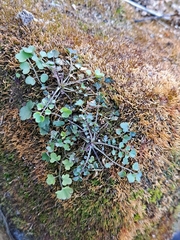Cardamine lyrata
