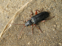 Plateumaris bracata