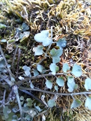 Cardamine lyrata