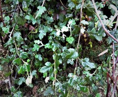 Xanthosia scopulicola