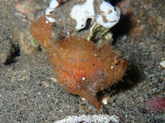 Antennarius randalli