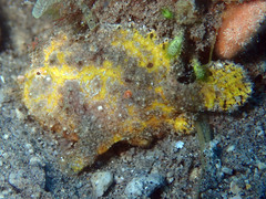 Antennarius randalli