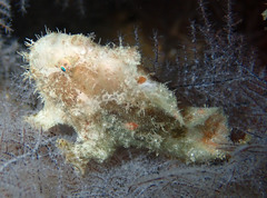 Abantennarius nummifer