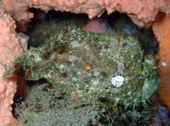 Abantennarius nummifer