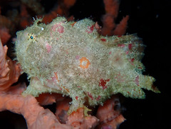 Abantennarius nummifer