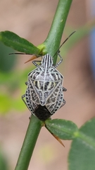 Cappaea taprobanensis