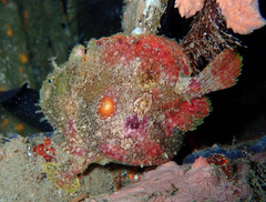 Abantennarius nummifer