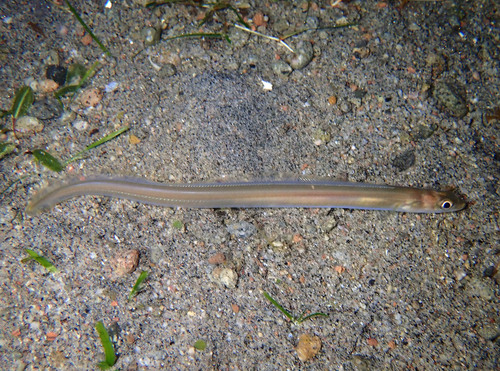 Scheele's conger (Ariosoma scheelei) — Congridae — 5