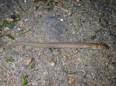 Ariosoma scheelei