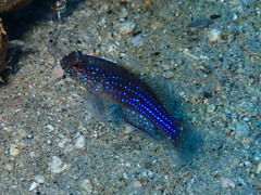 Asterropteryx ensifera