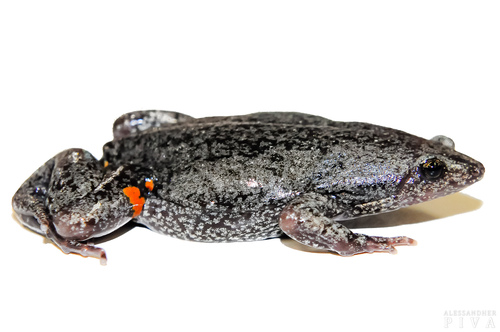 Elachistocleis corumbaensis
