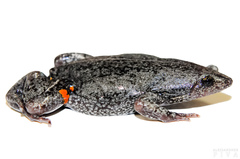 Elachistocleis corumbaensis