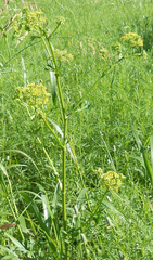 Polytaenia