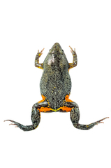 Elachistocleis corumbaensis