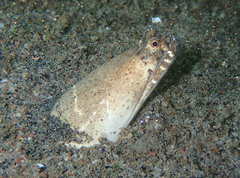 Brachysomophis crocodilinus