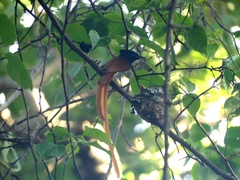 Terpsiphone viridis plumbeiceps