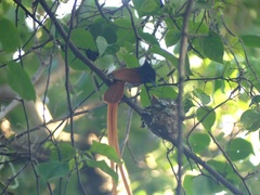 Terpsiphone viridis plumbeiceps