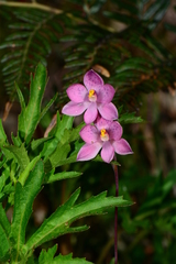 Thelymitra × irregularis