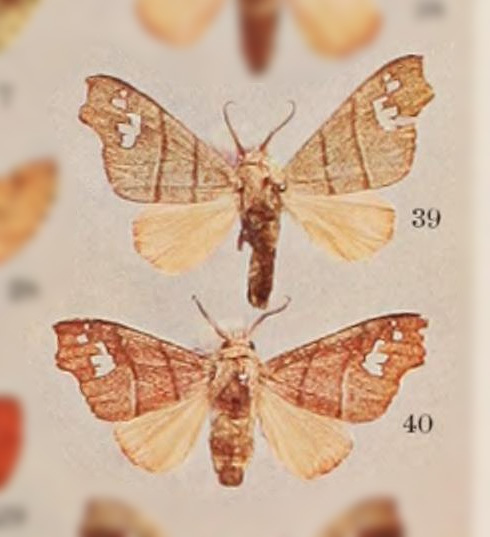 Zatrephes bilineata