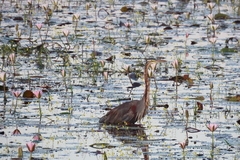 Ardea purpurea