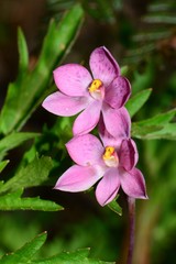 Thelymitra × irregularis