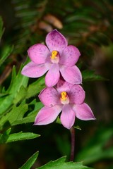Thelymitra × irregularis