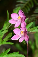 Thelymitra × irregularis