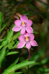 Thelymitra × irregularis