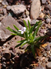 Ipomopsis gossypifera