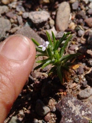 Ipomopsis gossypifera