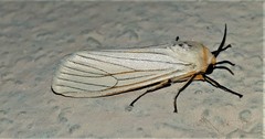 Ustjuzhania lineata