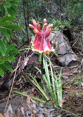 Blandfordia cunninghamii