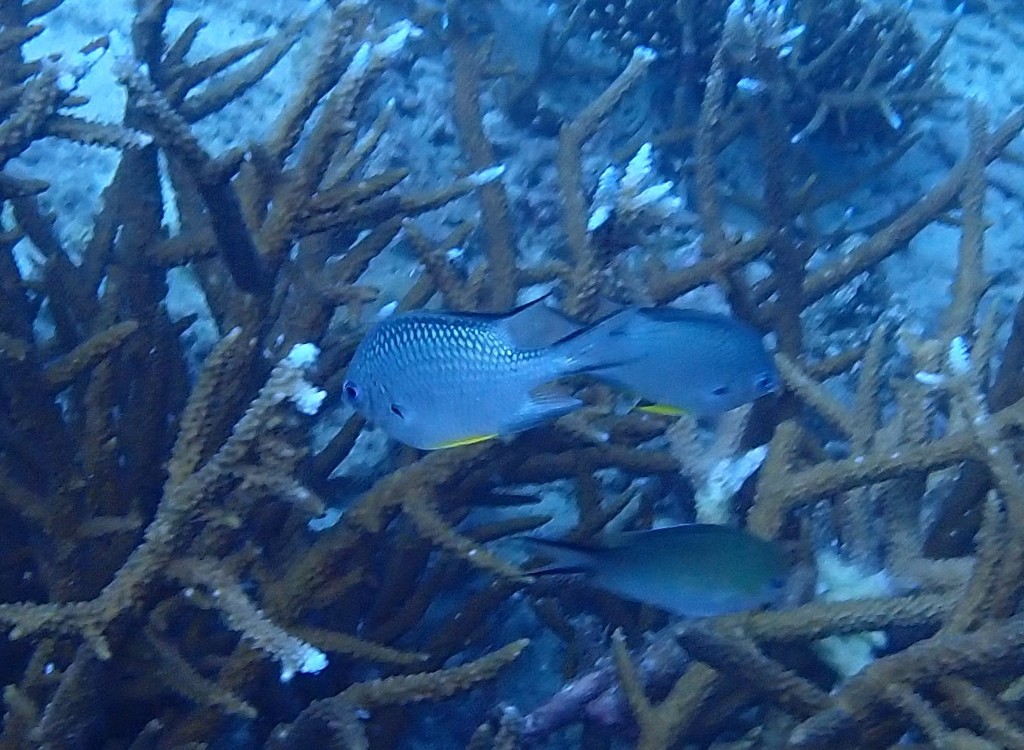 Whitebelly damselfish