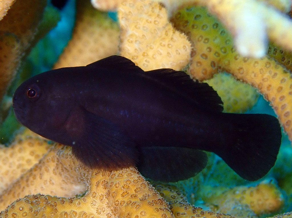 Ceram Coral Goby