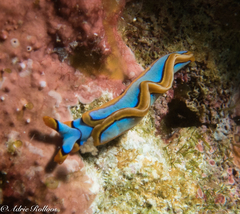 Thuridilla lineolata