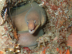 Gymnothorax herrei