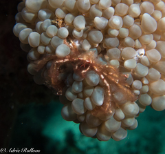 Achaeus japonicus