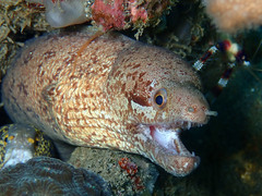 Gymnothorax zonipectis