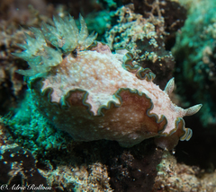 Glossodoris acosti