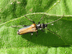 Anogcodes melanurus