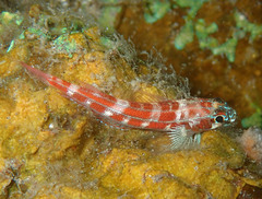 Candystriped Triplefin photo 3