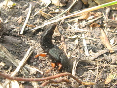 Platydracus fulvipes