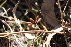 Eucalyptus chloroclada