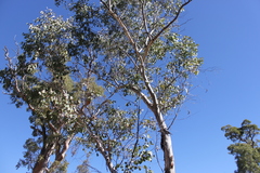 Eucalyptus chloroclada