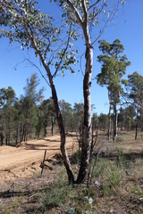 Eucalyptus chloroclada