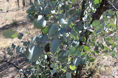 Eucalyptus chloroclada