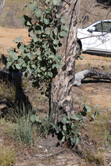 Eucalyptus chloroclada