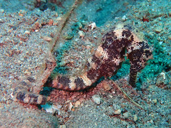Hippocampus comes