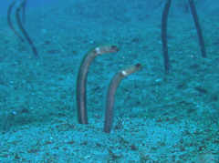 Black Garden Eel photo 2