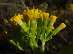 Delairea odorata image